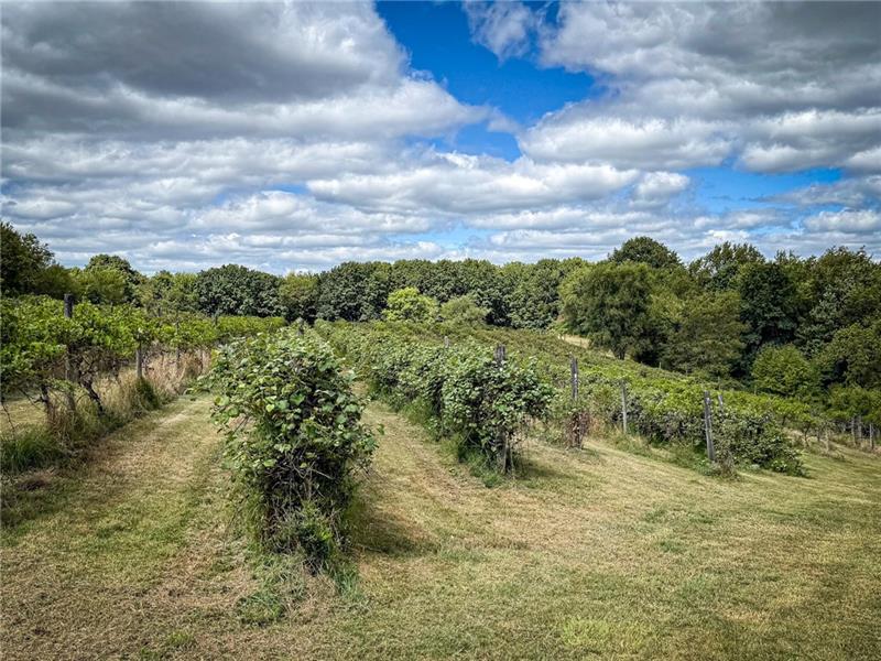 115 Dreher Farm Ln Photo 10