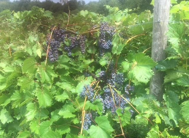 115 Dreher Farm Ln Photo 36