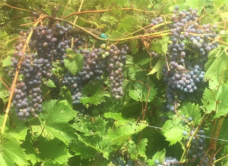 115 Dreher Farm Ln Photo 37