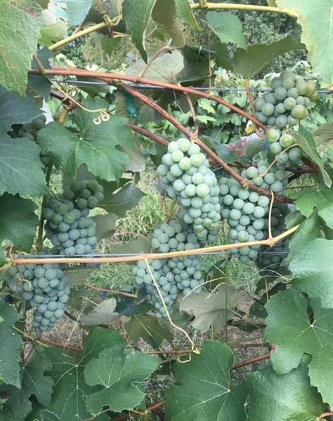 115 Dreher Farm Ln Photo 39