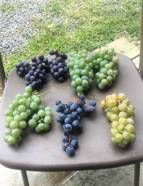 115 Dreher Farm Ln Photo 40