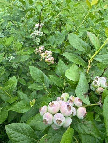 115 Dreher Farm Ln Photo 42