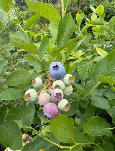 115 Dreher Farm Ln Photo 43