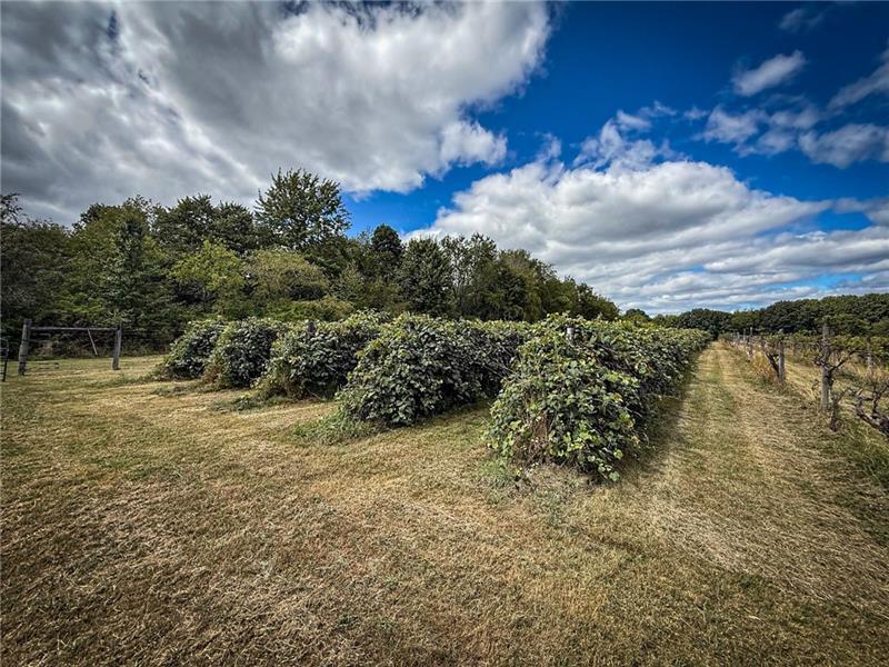 115 Dreher Farm Ln Photo 6